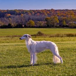 Silken Windhounds from Satomi Silken Windhounds