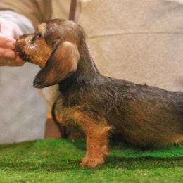 Brinley-Pends Evaluation - Red female Dachshund puppy in Auxvasse, Missouri from Above Par Kennels