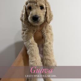 Guava - Apricot female Goldendoodle puppy in Miami, Florida from Kalidoodlee