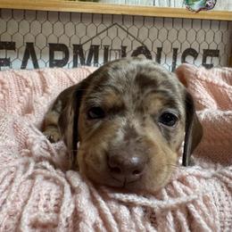 Aspen - Dapple female Dachshund puppy in Fayetteville, West Virginia from Loop Creek Dachshunds