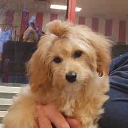 Taylor - Cream female Goldendoodle puppy in Saint Cloud, Florida from Rising Star Kennels