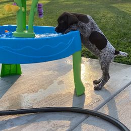 German Shorthaired Pointer Puppies from Brija German Shorthaired Pointers