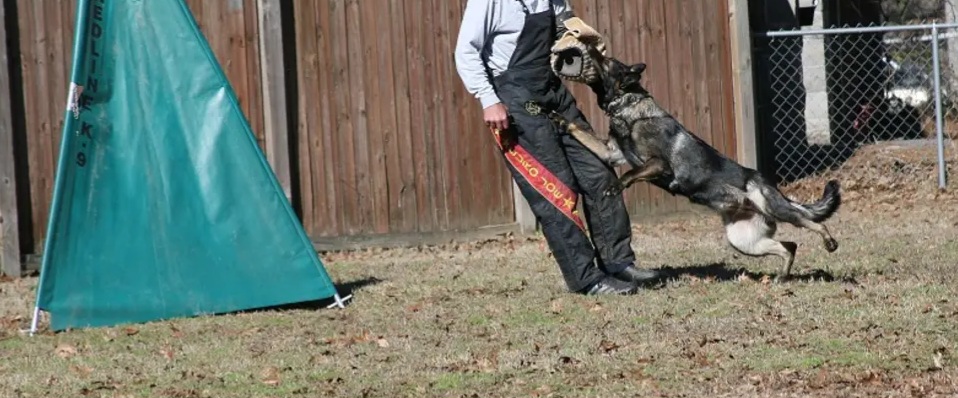 German Shepherds from Bayou Valley Shepherds