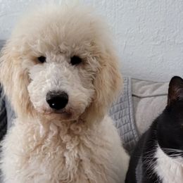 Goldendoodles and Sheepadoodles from Fort Worth Doodle Company