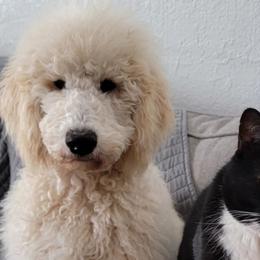 Goldendoodles and Sheepadoodles from Fort Worth Doodle Company