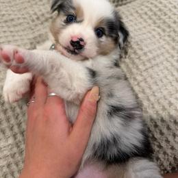 Australian Shepherd puppies from RVA Aussies