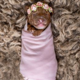 Australian Labradoodle Puppies from Swinging Gate Labradoodles