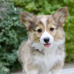 Rita - Pembroke Welsh Corgi