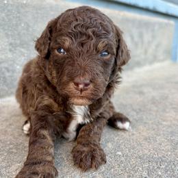 Cinnamon - Phantom female Goldendoodle puppy in Brooksville, Florida from Spring Prairie Doodles