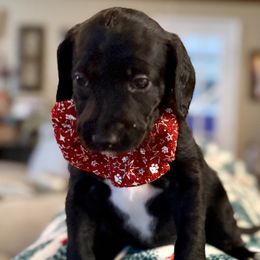 Raven -  Purple Collar  (Was Dark Pink) - Black and white female Assorted Doodle Crosses puppy in Norfolk, Virginia from Móraí’s Doodles