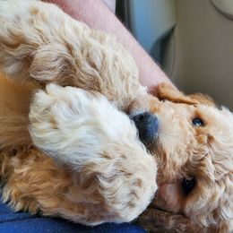 Goldendoodle Puppies from Soule Buddies