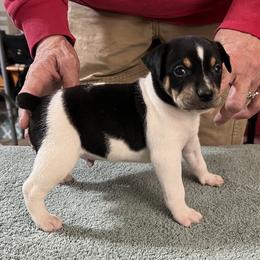 Pat - White black and tan male Rat Terrier puppy in Gonzales, Texas from Sunshine Deckers