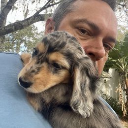 Dachshund Puppies from Island Farms Mimi’s Dachshunds Florida