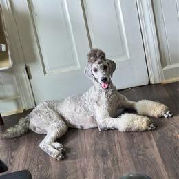 Katie - Poodle
