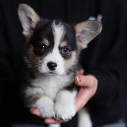 Pembroke Welsh Corgi Puppies from Edgewood Farm