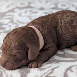Light Pink - Red  female Goldendoodle puppy in Connecticut from Valley View Doodles