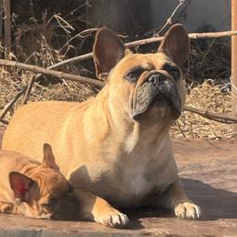 Dally - French Bulldog