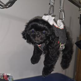 Shih Tzu Puppies from Borderland's Kennel