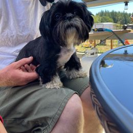 She she - Shih Tzu