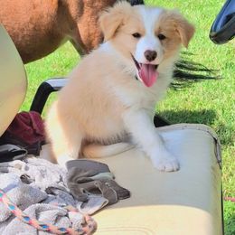 Dijon - Gold male Border Collie puppy in Mt. Jackson, Virginia from Timeless Border Collies