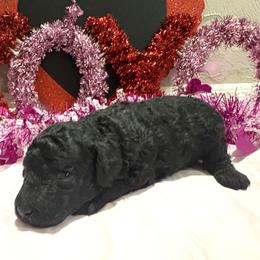 Black female 3 - Black female Poodle puppy in Williston, Florida from JD French Bulldogs, Mini Poodles, and Border Collies