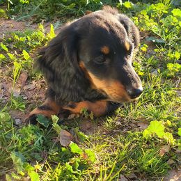 Dachshund Puppies from Harris Hugs and Wiener Wiggles