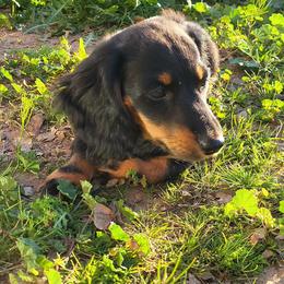 Dachshund Puppies from Harris Hugs and Wiener Wiggles