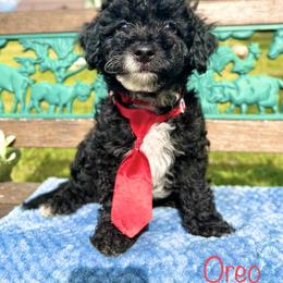 Goldendoodle Puppies from True Friend Doodles