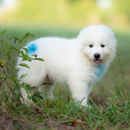 Heron - White male Maremma Sheepdog puppy in Conway, Missouri from 2J 2K Border Collies | Maremma Sheepdogs