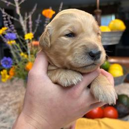 Purple - Golden female Golden Retriever puppy in Bonanza, Oregon from Gold 'N Dust Ranch