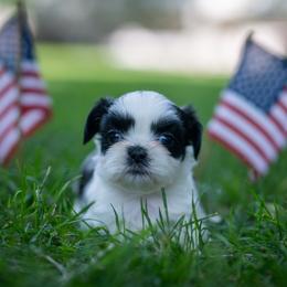 Lyra - Black and white female Shih Tzu puppy in Montrose, Colorado from Nana's Happy Pups