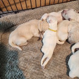 Yellow - Golden female Golden Retriever puppy in Lucasville, Ohio from Halo Kennels