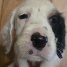 Rosie 5 - Blue belton and tan (tri-color) female English Setter puppy in Morrice, Michigan from Wild Bird Setters