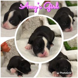 Boston Terrier Puppies from Bonze Boston Terriers