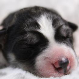 Pink - Black and white female Siberian Husky puppy in York, Pennsylvania from Spalla Pups