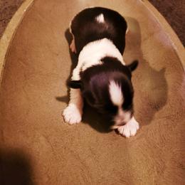 Yorkshire Terrier Puppies from Strohlz Yorkies
