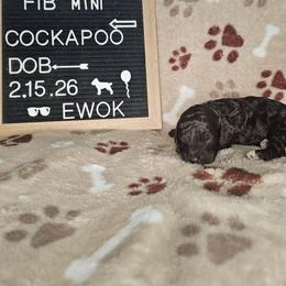 Ewok - Brown and white male Cockapoo puppy in Fort White, Florida from Jade