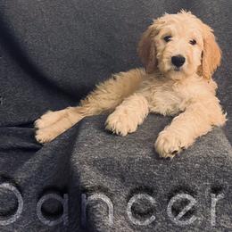 Bernedoodle, Goldendoodle, and Sheepadoodle Puppies from Golden-Doods and Company