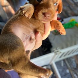 Cream Boy - Cream male Dachshund puppy in Moundville, Missouri from Edgewood Acres Miniature Longhair Dachshunds