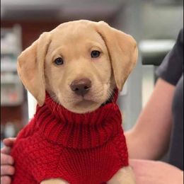 Labrador Retriever Puppies from Farmhouse Labradors