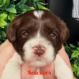 Snickers - Chocolate male Australian Labradoodle puppy in Silver Spring, Maryland from Potomac Australian Labradoodles