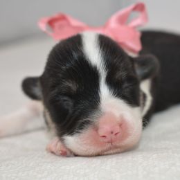 Rogue - Black and tan female Pembroke Welsh Corgi puppy in San Antonio, Texas from Moxxi's Legacy Corgis