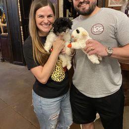 Goldendoodle Puppies from Labradoodleday