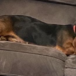 Basset Hounds from LONG EARS FARM