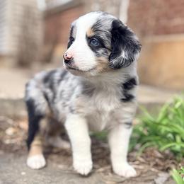 Jill (ASDR and AKC) - Blue merle female Miniature Australian Shepherd puppy in Stockton, Missouri from Kizmit Farmz