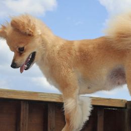 Miniature Australian Shepherds and Pomeranians from Hillside Companions