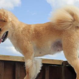 Miniature Australian Shepherds and Pomeranians from Hillside Companions