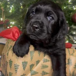 Peppermint Patty - Black female Labrador Retriever puppy in Cleveland, Ohio from Brookside Labrador Retrievers