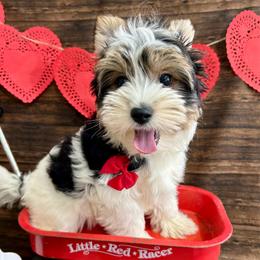 Vincent - Black tan and white male Biewer Terrier puppy in Winslow, Arkansas from Morning Glory Puppies