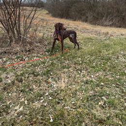 Winnie - German Shorthaired Pointer